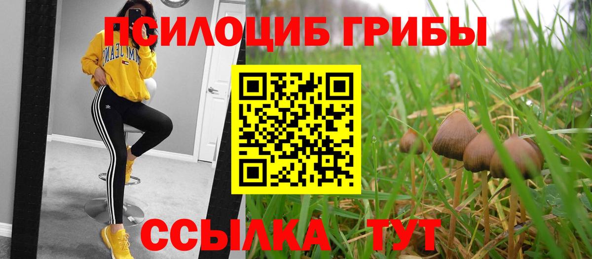 Галлюциногенные грибы Psilocybe Владивосток